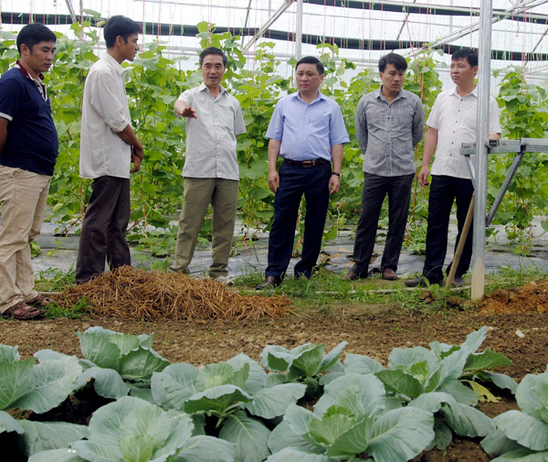 Phó Chủ tịch UBND tỉnh Nguyễn Minh Tiến thăm mô hình trồng rau của gia đình anh Nông Văn Học ở thôn Làng Vàng 2, thị trấn Vị Xuyên.
