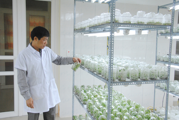 Các nhà khoa học tại Trung tâm KHKT giống cây trồng Đạo Đức đã ứng dụng thành công công nghệ nuôi cấy mô, tạo ra nhiều loại cây trồng chất lượng cao. Trong ảnh: Hàng nghìn giống cây dược liệu, chuối tiêu hồng được tạo ra từ công nghệ nuôi cấy mô.