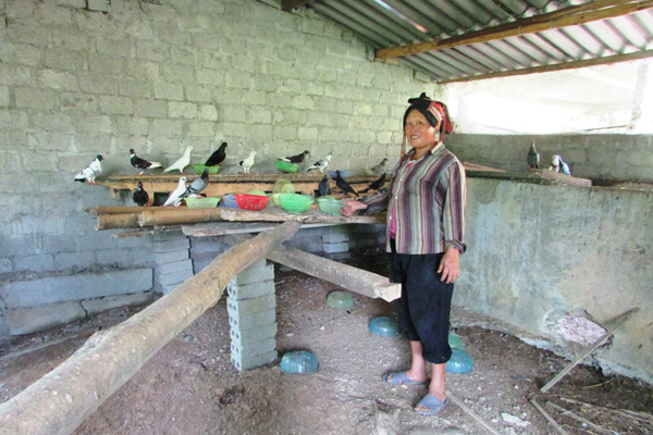 Mô hình nuôi chim bồ câu Pháp của gia đình Bí thư Chi bộ thôn Tẩn Seo Hàm.