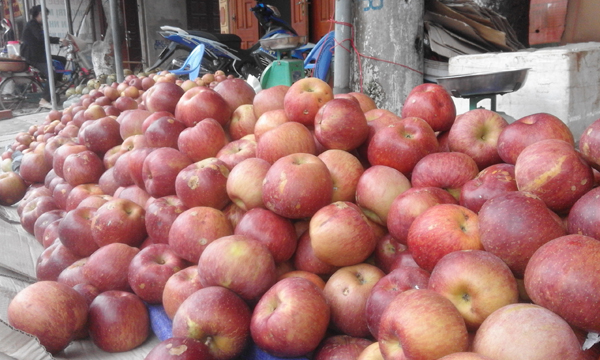 Táo “đá” bán tràn lan trên thị trường không phải là sản phẩm do người dân Hà Giang trồng.