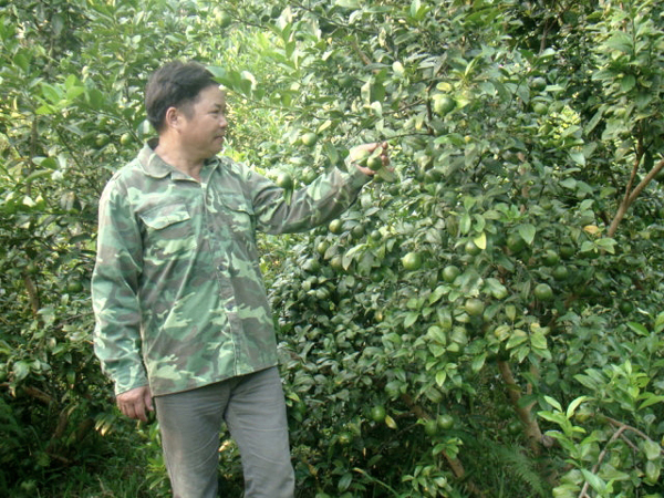 Đảng viên Nguyễn Văn Hiến chăm sóc vườn chanh tứ mùa của gia đình.