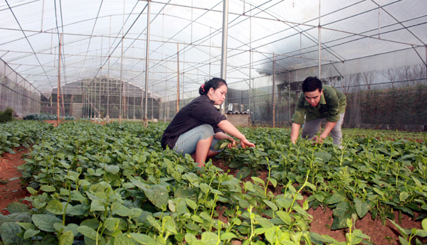 Sản xuất rau theo mô hình nhà lưới đang được ngành Nông nghiệp chú trọng, mở rộng.Trong ảnh: Một mô hình nhà lưới trồng rau ở Đạo Đức, Vị Xuyên.