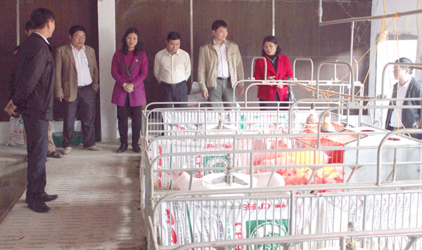 Đoàn giám sát kiểm tra thực tế việc quản lý VSATTP tại trang trại chăn nuôi lợn của gia đình anh Hoàng Đức Trung ở xã Đạo Đức (huyện Vị Xuyên).