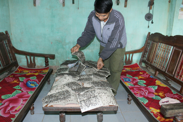 Những miếng keo dính đen kịt xác ruồi ở nhà dân.