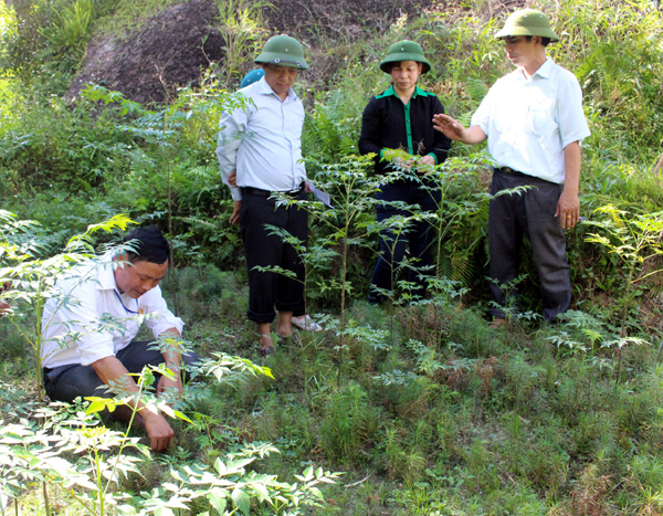 Thường trực HĐND tỉnh giám sát kết quả thực hiện trồng rừng năm 2016 tại huyện Hoàng Su Phì.