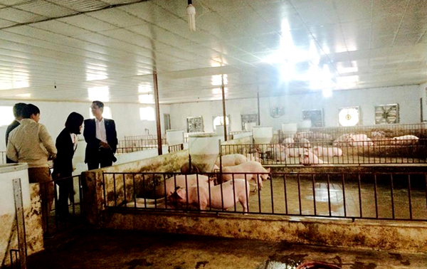 Trang trại chăn nuôi lợn của HTX thanh niên Tiến Đạt.