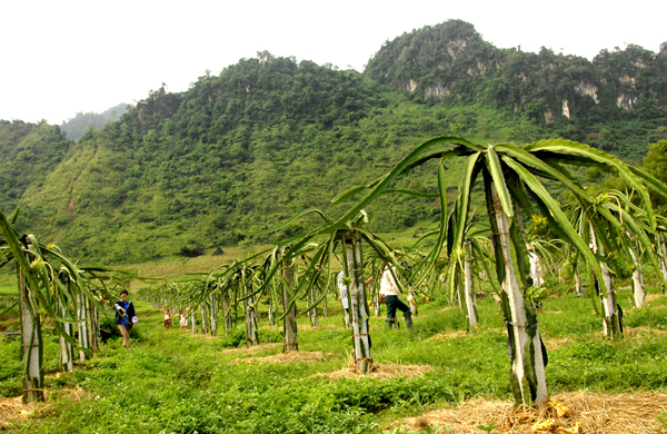 Phó Bí thư Đoàn xã Thanh Đức, Đỗ Minh Thông, chăm sóc vườn thanh long.