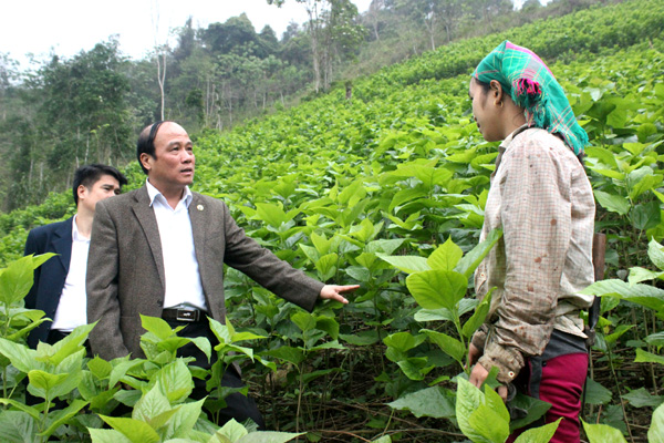 Chủ nhiệm UBKT Tỉnh ủy Lê Quang Minh thăm mô hình trồng dâu nuôi tằm ở thôn Bản Túm, xã Yên Cường (Bắc Mê).
