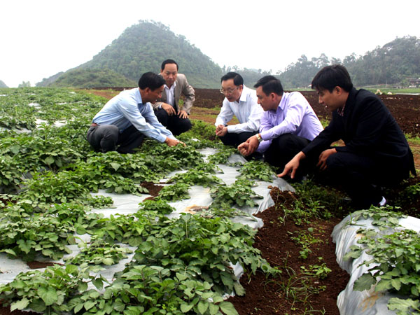 Phó Bí thư Thường trực Tỉnh ủy, Chủ tịch HĐND tỉnh Thào Hồng Sơn thăm mô hình trồng dược liệu tại xã Quyết Tiến.