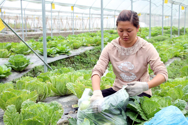 Nhân viên công ty thu hoạch những lứa rau đầu tiên xuất bán ra thị trường.