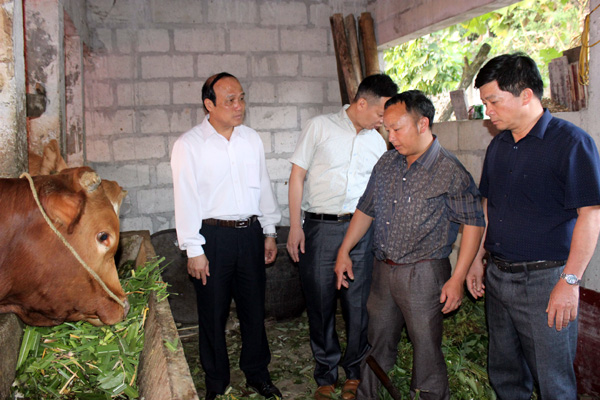 Chủ nhiệm UBKT Tỉnh ủy Lê Quang Minh và các đại biểu thăm mô hình nuôi bò của gia đình anh Già Sính Vừ, thôn Tả Phìn B (xã Tả Phìn).