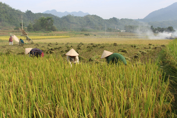 Nhanh tay cắt những bông lúa trĩu vàng.