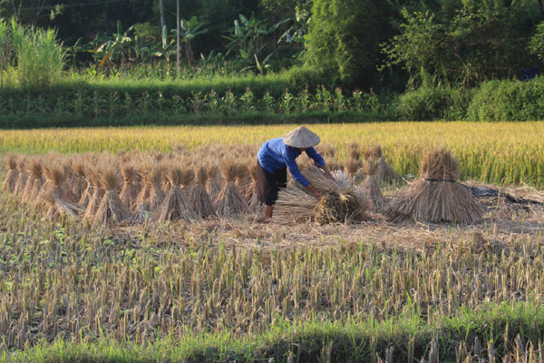 Thu gom rơm để làm thức ăn cho trâu, bò.