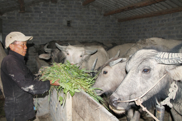 Từ sự khuyến khích, tạo điều kiện của xã, gia trại của anh Vàng Mí Dành đã nuôi trên 30 con trâu, bò, ngựa và cho thu nhập hàng trăm triệu đồng trong năm vừa qua.