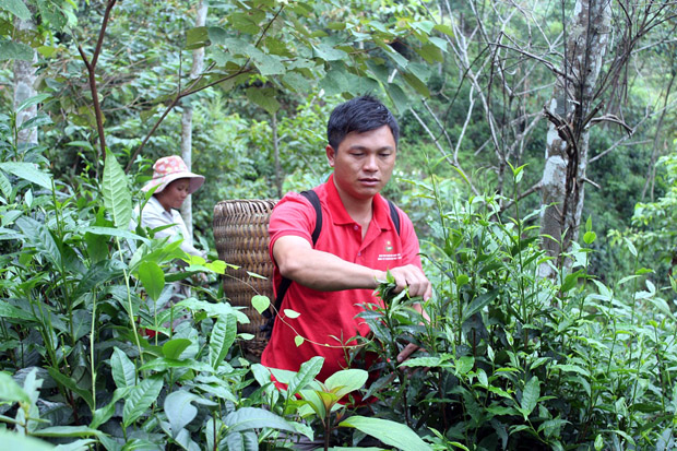 Anh Đặng Chàn Lìn, thành viên Nhóm sở thích trồng và chăm sóc chè ở thôn Nậm Chàng, xã Xuân Minhthu hái búp chè.