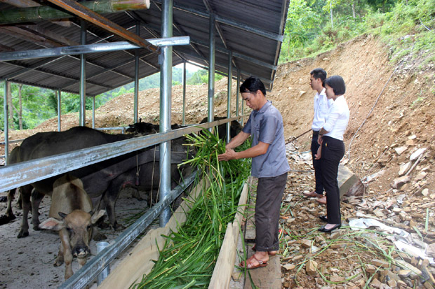 Mô hình gia trại chăn nuôi trâu của gia đình anh Bế Văn Bằng, thôn Nà Sài, xã Minh Ngọc được huyện Bắc Mê kích cầu với mức hỗ trợ là 100 triệu đồng.