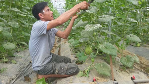 Giám đốc HTX Học Lập chăm sóc vườn dưa.