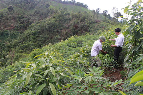 Mô hình trồng rừng phát triển kinh tế của gia đình anh Hoàng Văn Dấu, thôn Nà Nưa.