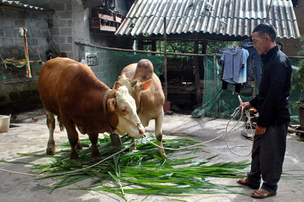 Gia đình anh Vàng Nỏ Páo, thôn Lũng Hòa A, xã Sà Phìn (Đồng Văn) là một trong nhiều hộ có thu nhập khá từ chăn nuôi tổng hợp.