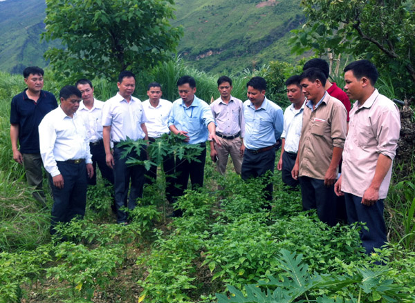 Lãnh đạo huyện Đồng Văn cùng các thành viên BCĐ đổi mới và nâng cao hiệu quả kinh tế tập thể kiểm tra mô hình trồng ớt gió tại HTX toàn thôn Bản Mồ, thị trấn Đồng Văn.