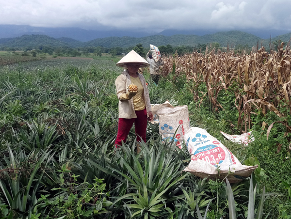 Sau vụ thu hoạch dứa đầu tiên, người nông dân Phong Quang đã có của ăn, của để.