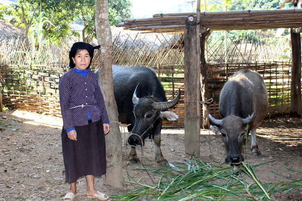 Gia đình chị Nguyễn Thị Nguyên, thôn Nà Phia, thị trấn Yên Phú đã thoát nghèo nhờ vốn vay từ  Ngân hàng CSXH huyện.