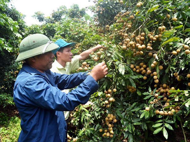Phát triển kinh tế theo hướng sản xuất hàng hóa là một trong những nhiệm vụ trọng tâm để xây dựng xã điển hình về phát triển kinh tế (Trong ảnh: Người dân thôn Vĩnh Sơn, xã Vĩnh Phúc bước vào vụ nhãn)