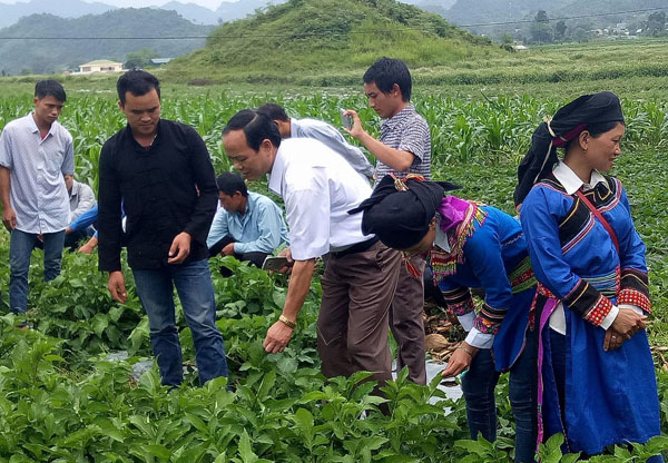 Các đại biểu thăm quan mô hình trồng cây dược liệu tại xã Quyết Tiến.