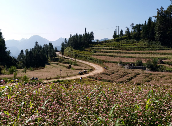 Những cánh đồng hoa tam giác mạch nở rộ trên mọi nẻo đường.