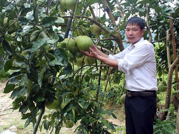 Mô hình trồng bưởi Đào của ông Hoàng Ngọc Thơ, Trưởng thôn Tân Tiến, xã Tiên Nguyên.