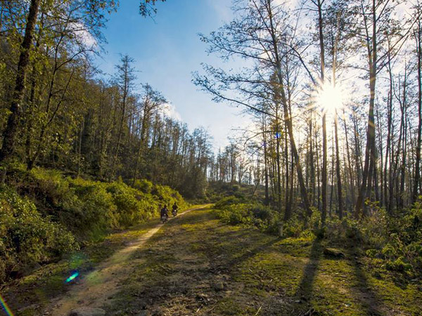 Dọc đường lên núi là những cánh rừng Tống quán sủ rất thơ mộng.          Ảnh:Việt Bắc