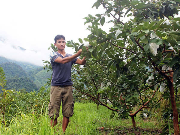 Vườn ổi Lê của gia đình anh Lý Văn Hải ở thôn Tân Tiến, xã Tiên Nguyên.