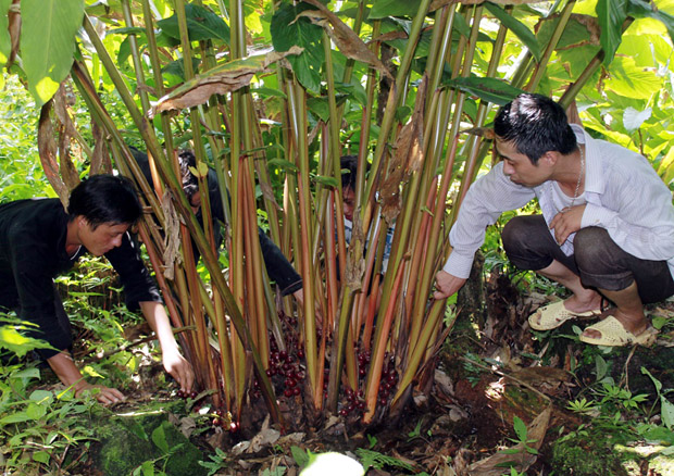 Vườn Thảo quả tại xã Du Già (Yên Minh).