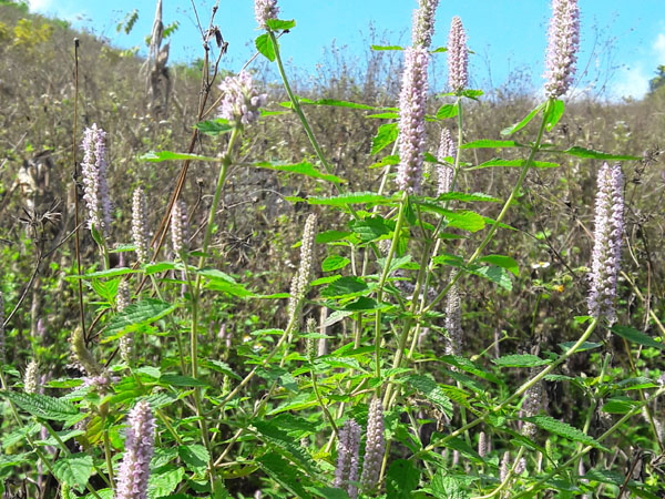 Cây hoa Bạc hà phát triển tốt tại huyện Mèo Vạc.