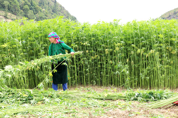 Phụ nữ Mông ở Lũng Cú (Đồng Văn) đang thu hoạch lanh.