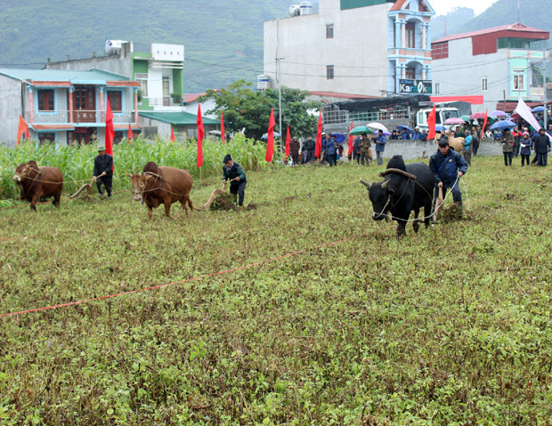 Các đội tham gia phần thi bò cày khỏe.