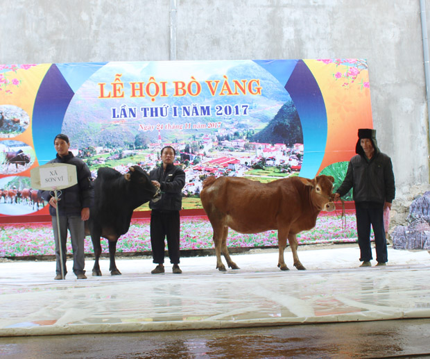 Các đội thi tham gia  phần bò đẹp, bò khỏe.