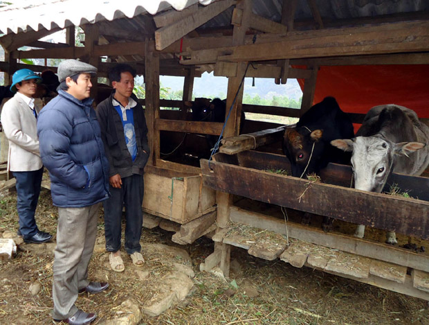 Mô hình chăn nuôi bò nhốt tại xã Du Tiến đem lại hiệu quả kinh tế cao.          Ảnh: DUY TUẤN