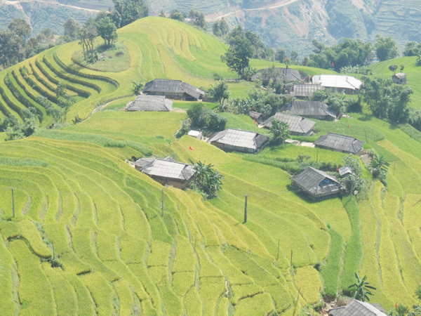 Ruộng bậc thang xã Bản Phùng (Hoàng Su Phì) luôn thu hút đông đảo du khách đến tham quan.