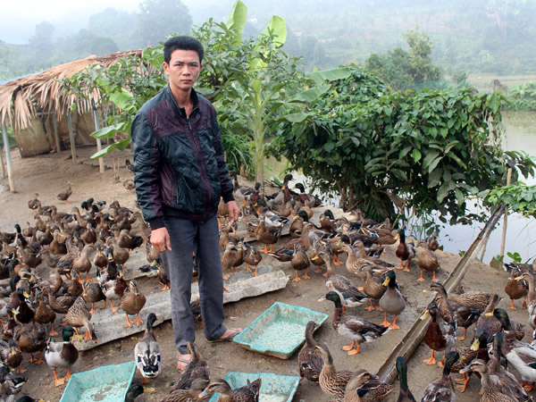 Trang trại chăn nuôi vịt trời của anh Lưu Trung Áo ở thôn Nghè, xã Hương Sơn.