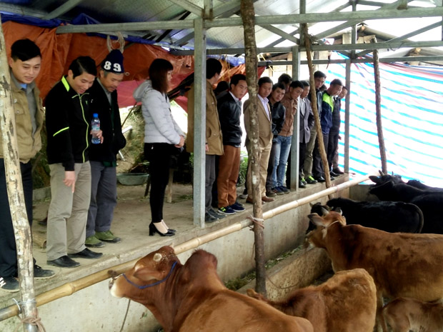 Đoàn lãnh đạo, cán bộ huyện Si Ma Cai thăm mô hình nuôi  trâu , bò nhốt ở xã Bản Ngò                                                     