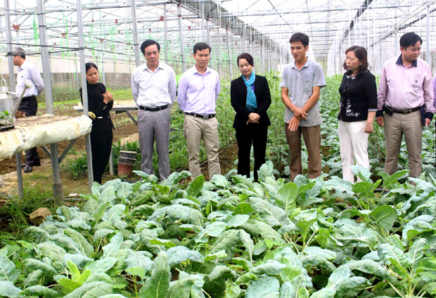  Mô hình trồng rau trong nhà lưới của HTX Học Lập thu hút đông đảo người dân và các đoàn đến tham quan, học tập.