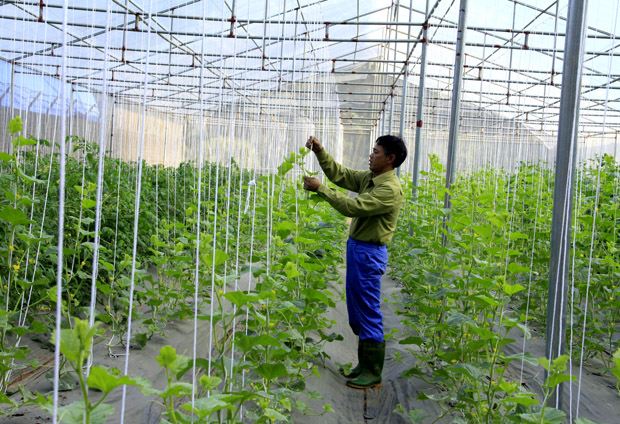 Học tập và làm theo Bác, ông Đoàn Công Oánh, xã Đạo Đức (Vị Xuyên) luôn chăm chỉ lao động, ứng dụng KHCN vào sản xuất rau an toàn.