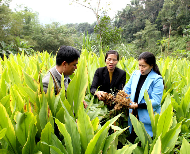 Chủ tịch UBND huyện Bắc Mê Củng Thị Mẩy (ngoài cùng bên phải) kiểm tra sự phát triển của cây nghệ tại xã Yên Định.