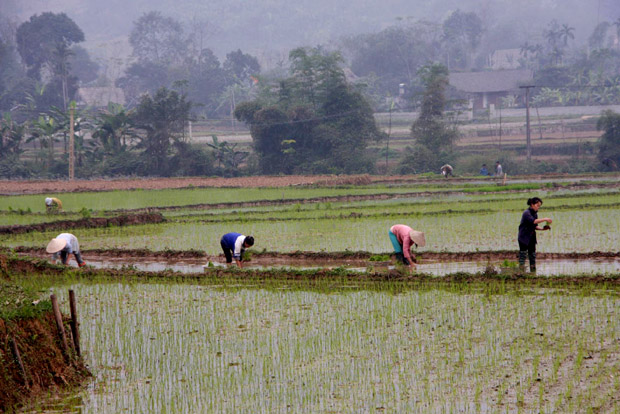 Người dân xã Vĩ Thượng (Quang Bình) gieo cấy lúa Xuân.