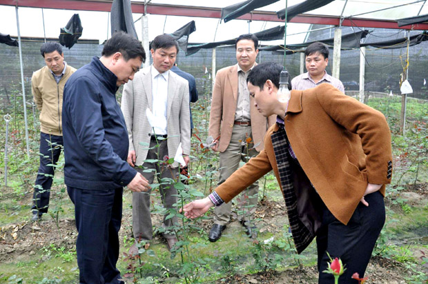 Phó Bí thư Tỉnh ủy Nguyễn Mạnh Dũng thăm mô hình trồng hoa Hồng tại thị trấn Yên Bình.