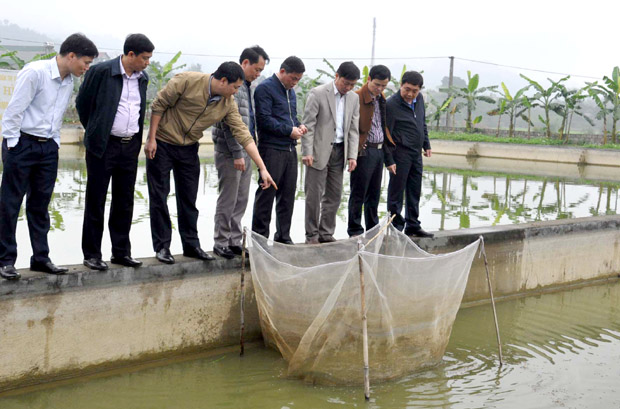 Phó Bí thư Tỉnh ủy Nguyễn Mạnh Dũng thăm mô hình nuôi cá tại thị trấn Yên Bình.