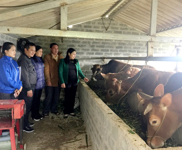 Mô hình Liên kết chăn nuôi bò hàng hóa giữa Hội LHPN tỉnh và hộ chị Vừ Thị Chía, thôn Sán Trồ đang phát huy hiệu quả.