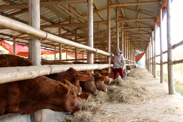 Trang trại chăn nuôi bò hàng hóa với số lượng gần 100 con mới hình thành trên địa bàn xã Xín Mần.