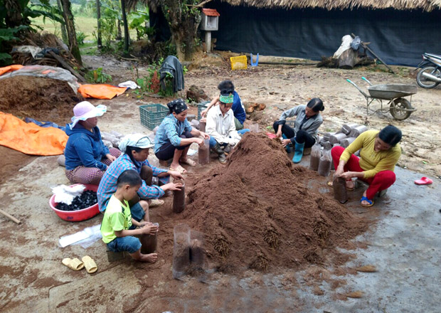 Các thành viên HTX Hướng Dương sản xuất nấm.